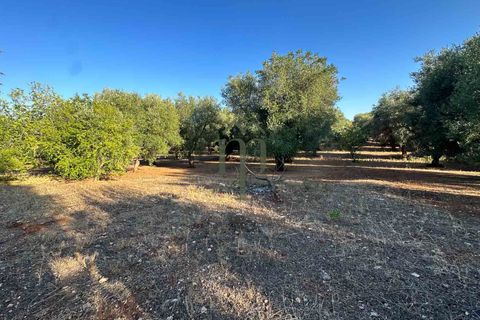 Ruïna a Ostuni, Brindisi, Ostuni - € 43.000 | Ref: Lamia Vite - foto 12